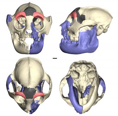 Extinct Hadropithecus Stenognathus Skull Fragments Pieced Together By Computer Tomography